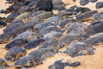 Numerosas tartarugas marinhas verdes (Chelonia mydas) dormindo na areia na praia; Kihei, Maui, Havaí, Estados Unidos da América — Fotografia de Stock