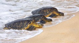 Tres tortugas marinas verdes (Chelonia mydas) que yacen en fila en la playa en el surf; Kihei, Maui, Hawaii, Estados Unidos de América - foto de stock