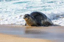 Una foca monje hawaiana (Neomonachus schauinslandi) dejando el agua en la playa con el oleaje espumoso lavándose detrás de ella; Kihei, Maui, Hawaii, Estados Unidos de América - foto de stock