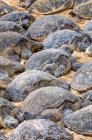 Nombreuses tortues de mer vertes (Chelonia mydas) dormant sur le sable sur la plage ; Kihei, Maui, Hawaii, États-Unis d'Amérique — Photo de stock