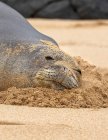 Коло гавайського тюленя - монаха (Neomonachus schainslandi) на пляжі; Кіхей, Мауї, Гаваї, США. — стокове фото