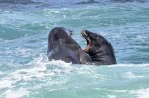 Duas focas-monge havaianas (Neomonachus schauinslandi) comunicando entre si na água; Kihei, Maui, Havaí, Estados Unidos da América — Fotografia de Stock