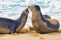 Дві гавайські тюлені-монахи (Neomonachus schainslandi) спілкуються один з одним на пляжі; Кіхей, Мауї, Гаваї, США. — стокове фото