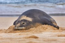 Primo piano di una foca monaca hawaiana (Neomonachus schauinslandi) sulla spiaggia; Kihei, Maui, Hawaii, Stati Uniti d'America — Foto stock