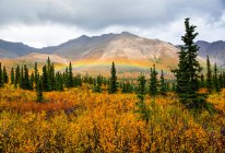 Arco-íris sobre a folhagem colorida de outono da tundra florestada logo após uma leve chuva, Denali State Park; Alaska, Estados Unidos da América — Fotografia de Stock