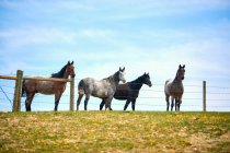 A group of 4 horses along a grass pasture fence line with a blue sky behind with some light clouds; Eastend, Saskatchewan, Canada — Stock Photo