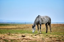 A grey horse eating in a pasture with straw on the ground, an open blue sky behind and a fence line on the horizon; Eastend, Saskatchewan, Canada — Stock Photo