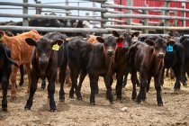 Un gruppo di vitelli con marchi auricolari guardando la fotocamera; Eastend, Saskatchewan, Canada — Foto stock