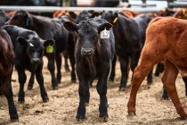 Un gruppo di vitelli con marchi auricolari guardando la fotocamera; Eastend, Saskatchewan, Canada — Foto stock