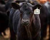 Un singolo vitello taggato 162 guardando dritto a voi ritagliato strettamente; Eastend, Saskatchewan, Canada — Foto stock