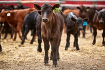 A calf tagged 26 stands alone amongst a group; Eastend, Saskatchewan, Canada — Stock Photo