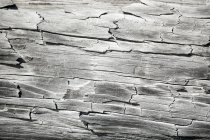 Madeira lavada branca; Eastend, Saskatchewan, Canadá — Fotografia de Stock