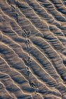 Krähenspuren wurden im Sand hinterlassen; Hammond, Oregon, Vereinigte Staaten von Amerika — Stockfoto