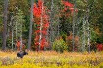 Young bull moose (Alces alces americana) in a pond, Algonquin Provincial Park; Ontario, Canada — Stock Photo