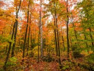 Autumn in Algonquin Provincial Park. beautiful trees and leaves; Whitney, Ontario, Canada — Stock Photo