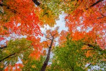 Looking up in the tree canopy during an Ontario autumn is beautiful; Dwight, Ontario, Canada — Stock Photo