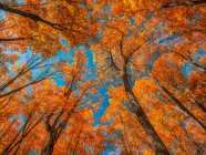 Looking into the canopy of an Ontario forest in autumn; Dwight, Ontario, Canada — Stock Photo