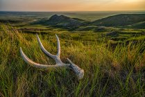 Ancien bois de cerf étendu dans l'herbe au crépuscule dans le parc national Grasslnds ; Val Marie, Saskatchewan, Canada — Photo de stock