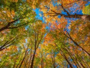 Cime degli alberi con fogliame autunnale e cielo azzurro; Huntsville, Ontario, Canada — Foto stock