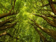 Looking upwards into the canopy in an Ontario forest; Strathroy, Ontario, Canada — Stock Photo