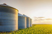Metal silos in a row on a ripening canola field at sunrise; Alberta, Canada — Stock Photo