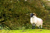 Um carneiro solitário em uma colina gramada com árvores no fundo; Cornwall County, Inglaterra — Fotografia de Stock