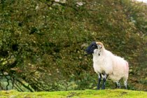 A solitary ram on a grassy hill with trees in the background; Cornwall County, England — Stock Photo