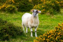 A lamb (Ovis aries) surrounded by flowering shrubs; Cornwall County, England — Stock Photo
