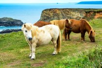 Horses on grassy meadow with rocky cliff shoreline in the background; Cornwall County, England — Stock Photo