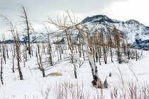 Arbres stériles sur une colline enneigée avec une montagne enneigée en arrière-plan, parc national des Lacs-Waterton ; Waterton, Alberta, Canada — Photo de stock