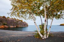 Березовые деревья против озера Саффолк; Силвер-Бей, Миннесота, Соединенные Штаты Америки — стоковое фото