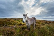 Білий ірландський кінь на болотяному полі з вересом у похмурий день; Скарф, графство Клер, Ірландія. — стокове фото