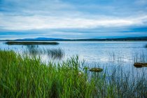 Green reeds on the banks of Lough Derg on a cloudy day in summer; County Clare, Ireland — Stock Photo