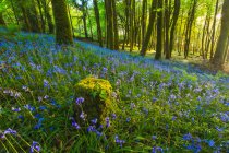 Un tronc d'arbre mousseux entouré de fleurs de cloche bleue sur un sol forestier en été, Lough Graney ; comté de Clare, Irlande — Photo de stock