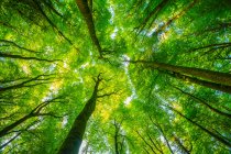 Regarder les motifs fractaux formés par les arbres dans la forêt, Lough Graney ; Comté de Clare, Irlande — Photo de stock
