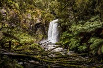 Водопад Хопетун; Буковый лес, Виктория, Австралия — стоковое фото