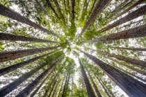 Regardant directement la cime des arbres des séquoias de Californie (Sequoia sempervirens) et le ciel ; Forêt de hêtres, Victoria, Australie — Photo de stock