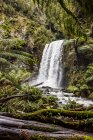 Hopetoun Falls; Bosque de haya, Victoria, Australia - foto de stock
