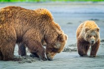 Urso (Ursus arctos) em exibição no Hallo Bay Camp. Uma porca e seus dois filhotes caçam amêijoas enquanto aguardam a chegada do salmão aos riachos locais; Alaska, Estados Unidos da América — Fotografia de Stock