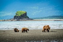 Медведь (Ursus arctos) в лагере Hallo Bay Camp. Свинья и два ее детеныша охотятся за моллюсками в ожидании прихода лосося к местным ручьям; Аляска, Соединенные Штаты Америки — стоковое фото