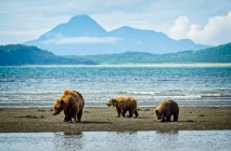 Bear (Ursus arctos) viewing at Hallo Bay Camp; Alaska, United States of America — Stock Photo
