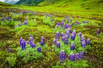 Campo de Nootka Lupine (Lupinus Nootkatensis) a lo largo de Lost Lake Trail, Bosque Nacional de Chugach, Península de Kenai, Alaska centro-sur en verano; Seward, Alaska, Estados Unidos de América - foto de stock
