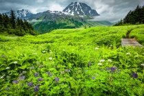 Pradera de flores silvestres a lo largo de Lost Lake Trail, picos de resurrección en el fondo. Bosque Nacional de Chugach, Península de Kenai, centro-sur de Alaska en verano; Seward, Alaska, Estados Unidos de América - foto de stock