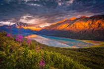 Aerial view of the sunset glow on Chugach Mountains, and reflection on Eklutna Lake. Common Fireweed (Chamaenerion angustifolium) blooming in the foreground. Chugach State Park, South-central Alaska in summertime; Alaska, United States of America — Stock Photo