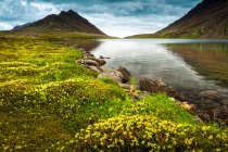 Кроликове озеро оточене квітами тундри, вершина Макг'ю знаходиться на задньому плані. Парк штату Чагач, південно-центральна Аляска в літній час; Анкоридж, Аляска, США — стокове фото