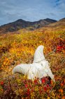 Dall Sheep skull on fall coloured tundra, Brooks Mountains in the background. Gates of the Arctic National Park and Preserve, Arctic Alaska in autumn; Alaska, United States of America — Stock Photo