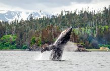 Humpback whale (Megaptera novaeanglia) surfacing and breaching water and blowing air near Cohen Island in Kachemak Bay; Homer, Alaska, United States of America — Stock Photo