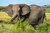 Porträt des Afrikanischen Elefanten (Loxodonta Africana), der hinter Büschen steht, während er in die Kamera blickt; Kenia — Stockfoto