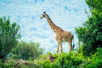 Жираф Масаи (Giraffa camelopardalis tippelskirchii), стоящий между кустами; Кения — стоковое фото
