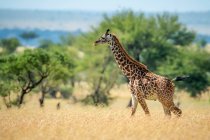 Girafa de Masai (Giraffa camelopardalis tippelskirchii) caminhando através de grama longa em savana em um dia ensolarado; Tanzânia — Fotografia de Stock